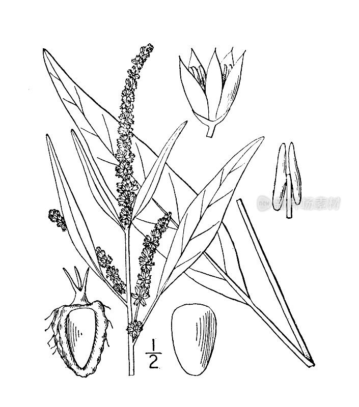 古植物学植物插图:Acnida cannabina，盐沼水麻
